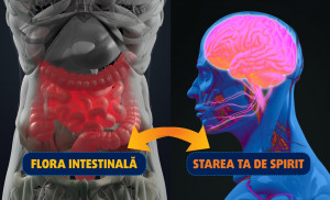 Anxietatea, depresia și flora intestinală